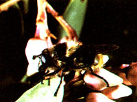 The Garden's Beneficial Insects: Hover Flies